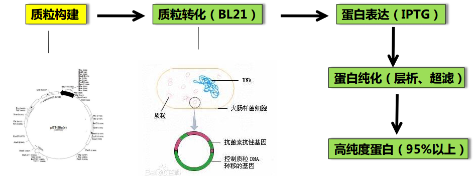 卵白纯化手艺