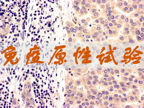 BBIN游戏免疫原性试验效劳