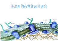 BBIN游戏的药物转运体研究