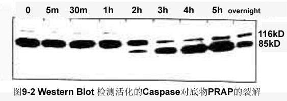 BBIN游戏(集团)有限公司官网