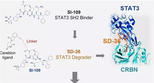结构优化获得的SH2连系分子SI-109与CRBN连系，，，，，，获得SD-36