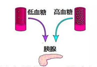 调理血糖稳态，，GK负重前行
