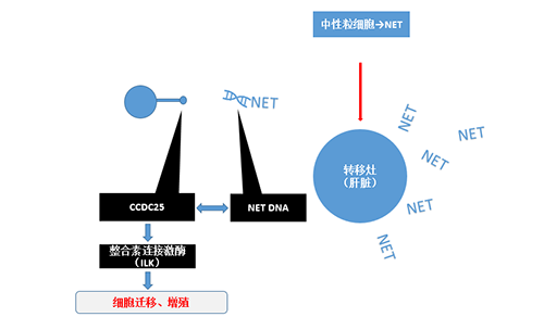 除了纯粹的捕获，，，，，NET DNA与CCDC-25的连系还增强了癌细胞的侵袭行为，，，，，增进了癌症的肝转移。。。