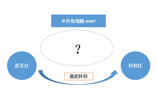 NET可能会通过某些方法“捕获”或“叫醒”癌细胞，，，，，从而造成癌细胞的迁徙。。。