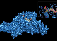 Science重磅！一种“分子铰剪”怎样成为COVID-19药物的主要靶标？？？