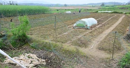20多年“布病”报告病例增长逾10倍，防控新方案发布