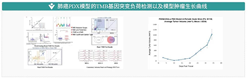 IO药效模子_肿瘤免疫_药效评价模子-BBIN游戏生物医药
