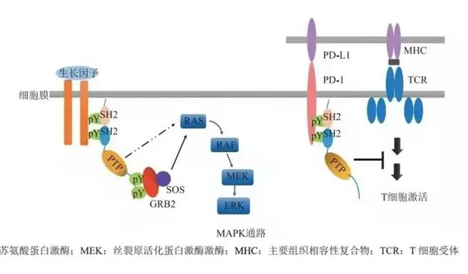 晚期恶性肿瘤患者的福音，，，，SHP2变构抑制剂RG001片获批临床.png