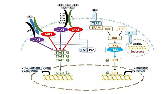 自身免疫疾病或迎新疗法！BBIN游戏助力微芯生物CS12192获批FDA