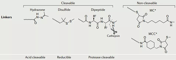 ADC-药物的毗连子.png