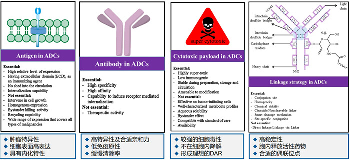 ADC药物各组分成药性的主要思量要点.jpg