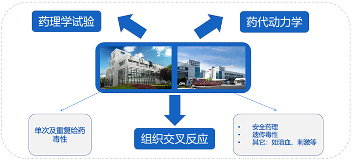 BBIN游戏ADC药物研发效劳内容.jpg