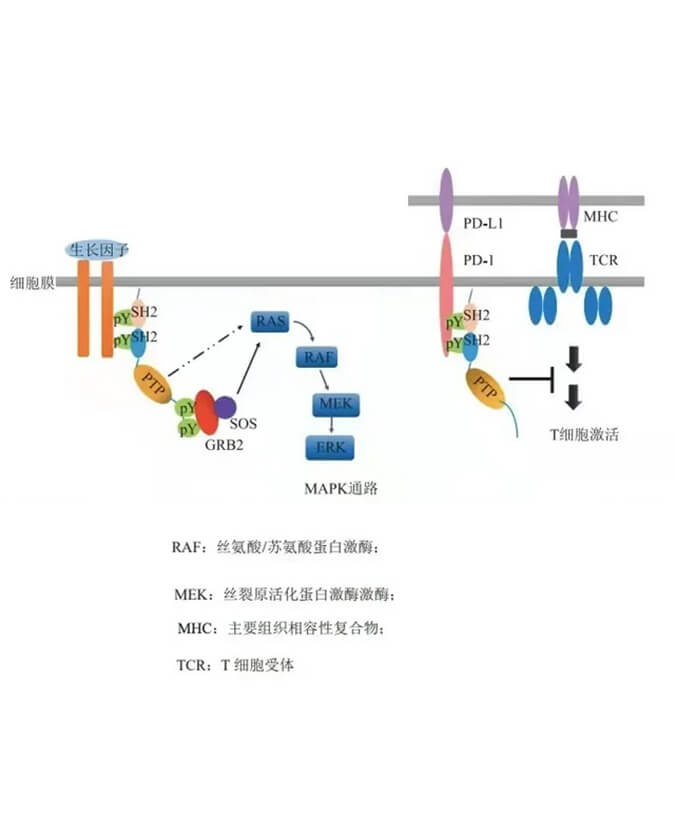 BBIN游戏助力凌达生物SHP2变构抑制剂RG001片获批临床.jpg