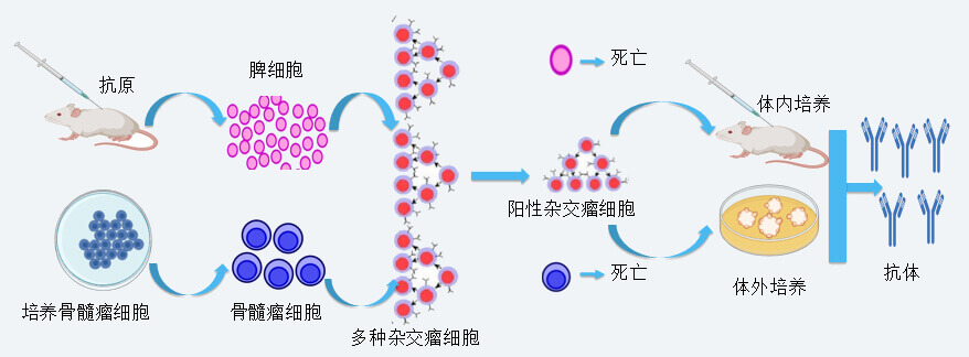 BBIN游戏抗体开发手艺