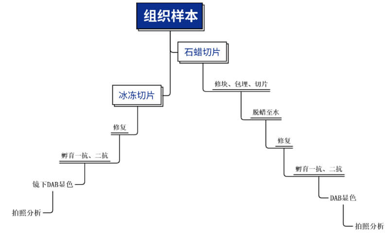 免疫组化手艺平台主要办法.jpg