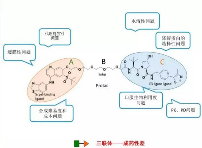 PROTAC分子量较大，，，，，，消融性较差.jpg