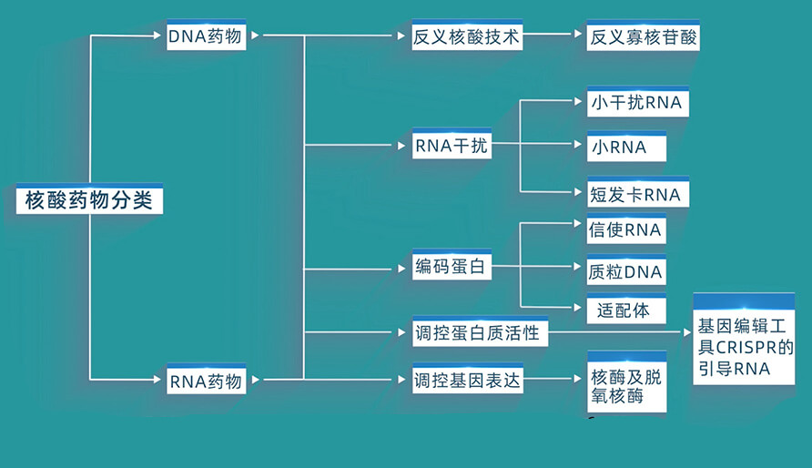 核酸药物的分类有哪些？？？？？