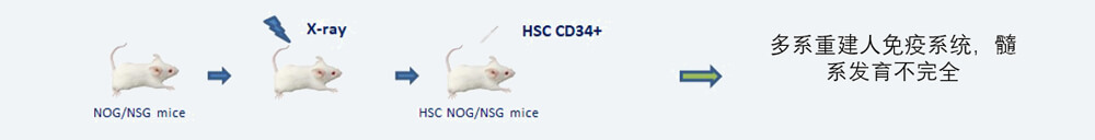 CD34+-HSC-人源化肿瘤移植模子造模要领.jpg