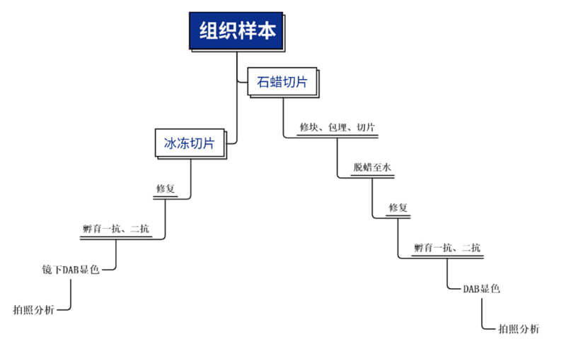 免疫组化处置惩罚流程.jpg