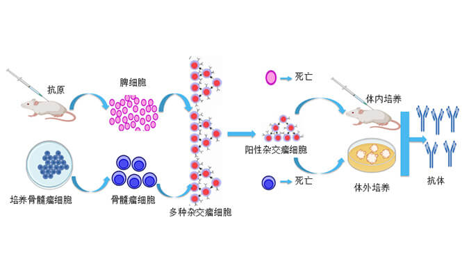 抗体开发效劳.jpg