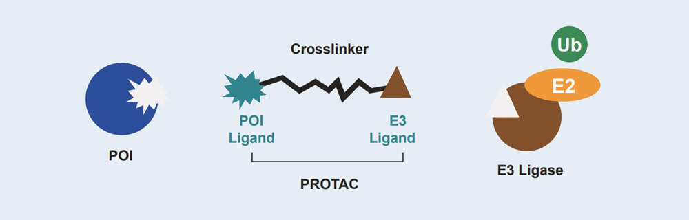 BBIN游戏 PROTAC 药物发明手艺效劳平台