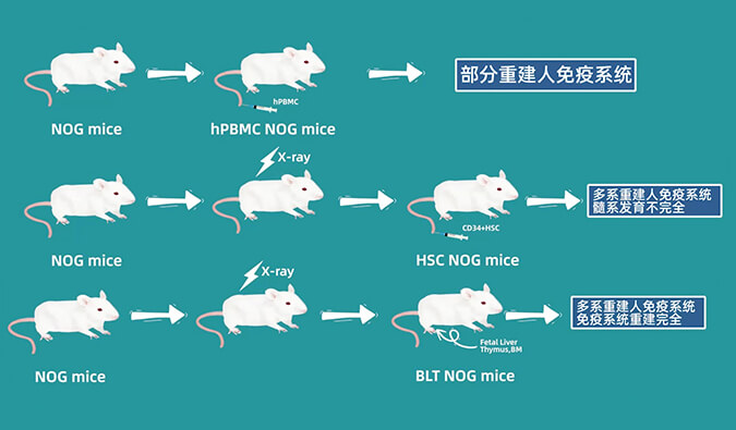 评价肿瘤药物的动物药效模子，，你选对了吗.jpg