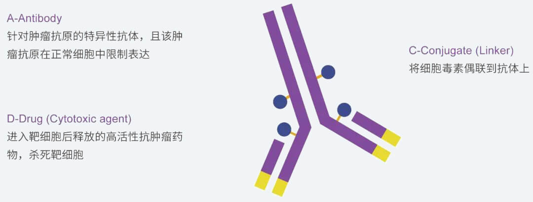 BBIN游戏抗体药物偶联物（ADC）研发效劳平台.jpg