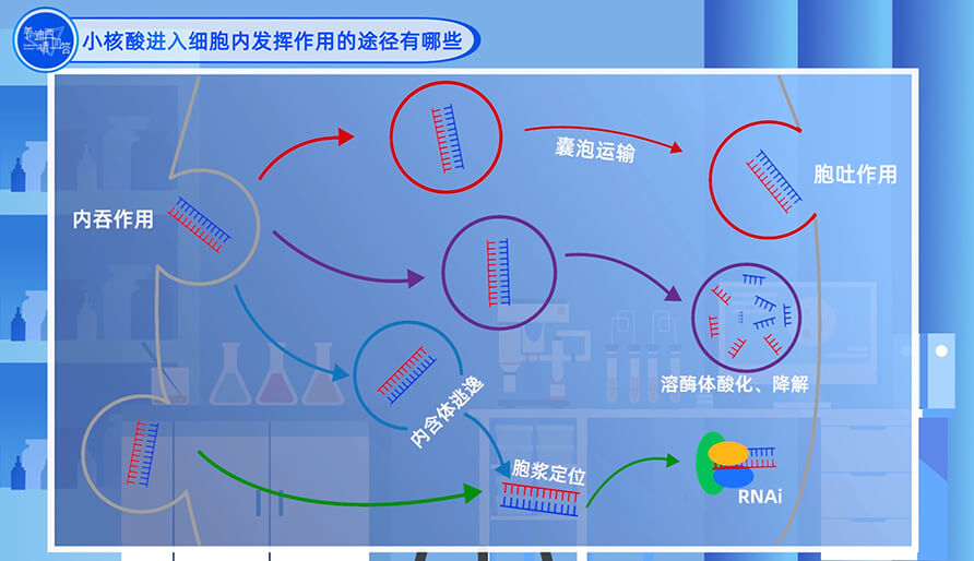 小核酸进入细胞内施展作用的途径有哪些？？？？？？