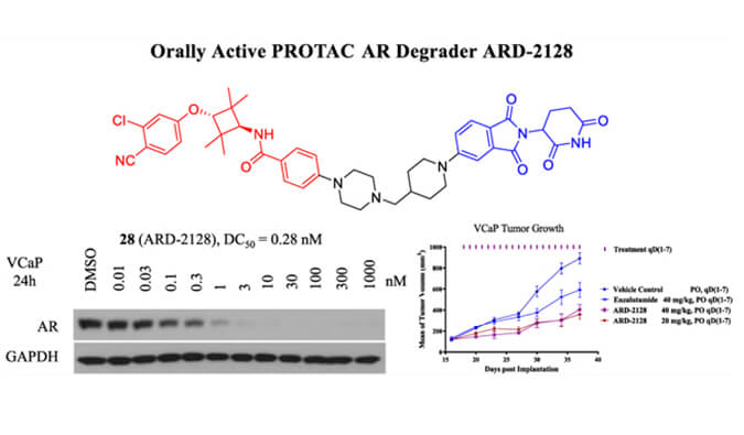 ARD-2128是一种PROTAC AR降解剂，，，，具有精彩的血浆和微粒体稳固性，，，，本研究中体外稳固性和PK研究通过BBIN游戏举行