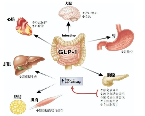 时代变了！GLP-1让注射吃药也能减肥成为现实