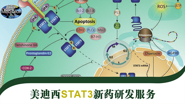STAT3药物靶点研发效劳.png