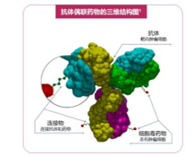 ADC定点偶联及卵白修饰