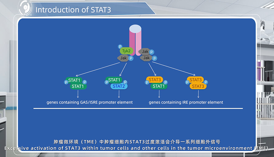 STAT3先容