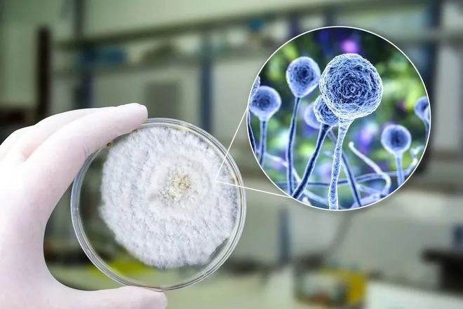 BBIN游戏助力 | 祥根生物首款立异药SG1001口服片剂中国IND获批