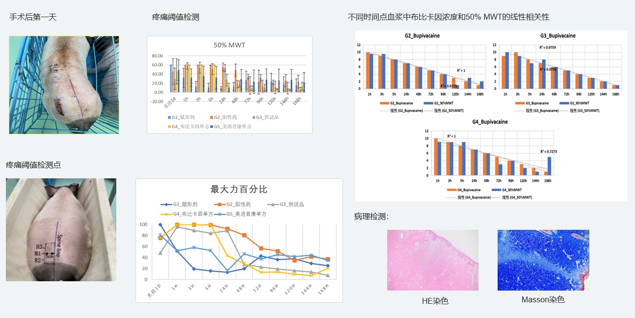案例1：复方制剂对巴马小型猪术后急性疼痛模子的镇痛试验.jpg