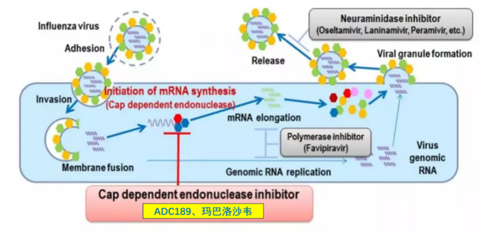 BBIN游戏祝贺 | 安帝康生物抗流感立异药玛氘诺沙韦儿童顺应症III期临床研究完玉成部患者入组