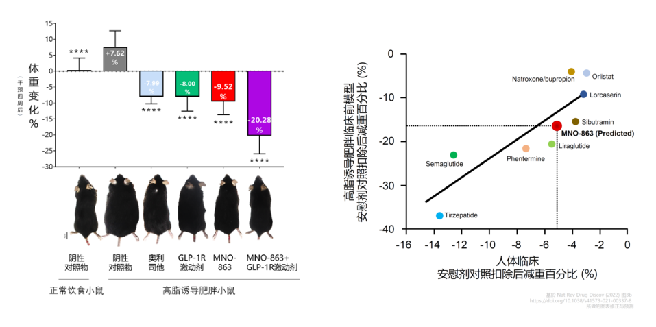 4周降低近10%体重！BBIN游戏助力慕恩生物MNO-863活菌生物药获批临床