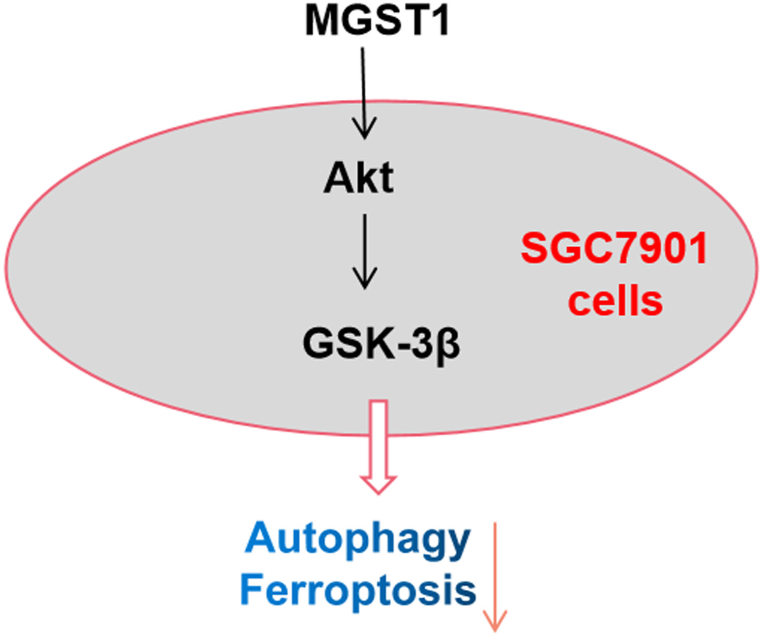 MGST1过表达通过激活Akt/GSK-3β信号通路诱导胃癌细胞增殖，，，，本研究中MGST1过表达等体外实验通过BBIN游戏举行